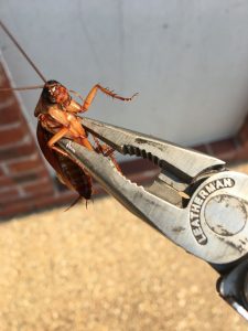 Cockroach, pest control rockhampton